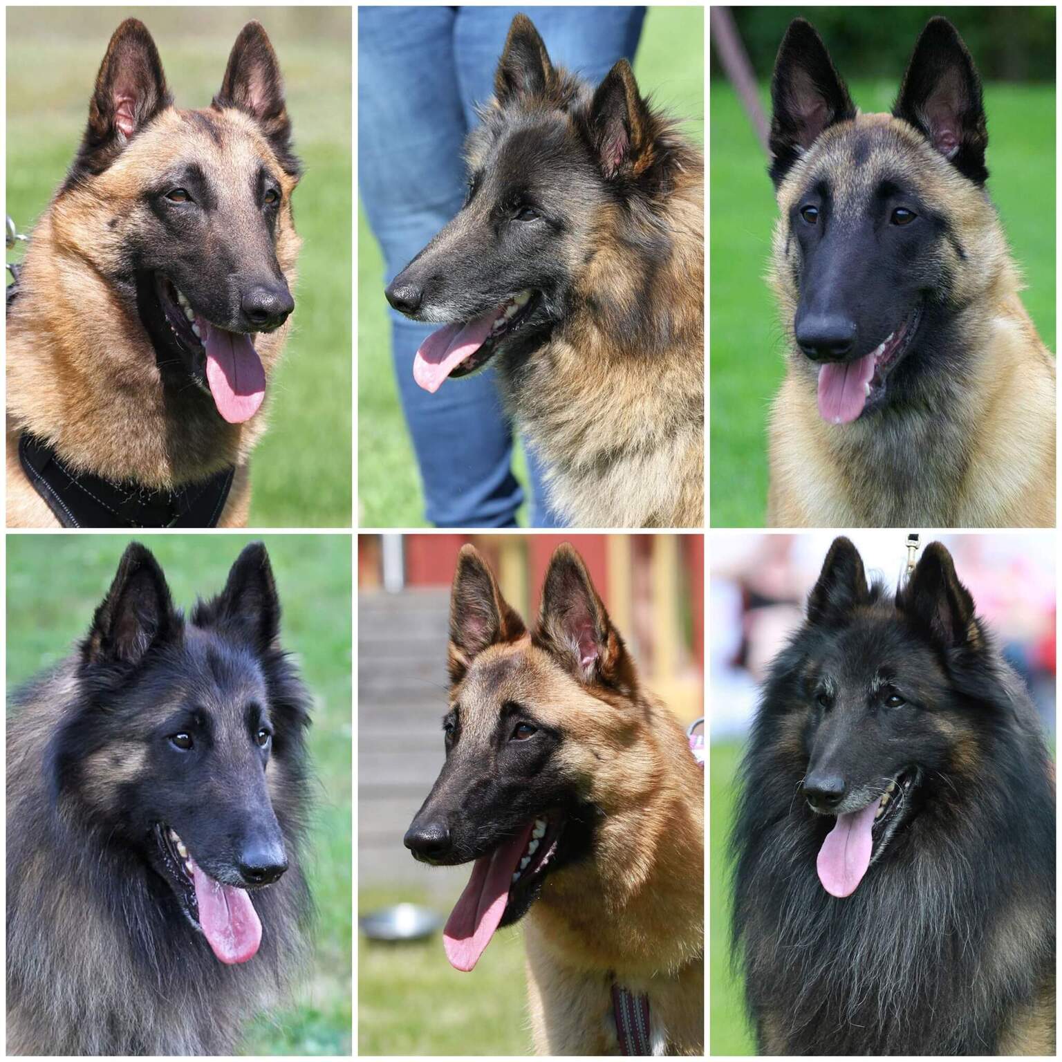 Selected Belgian shepherds from Kennel Kiosan's