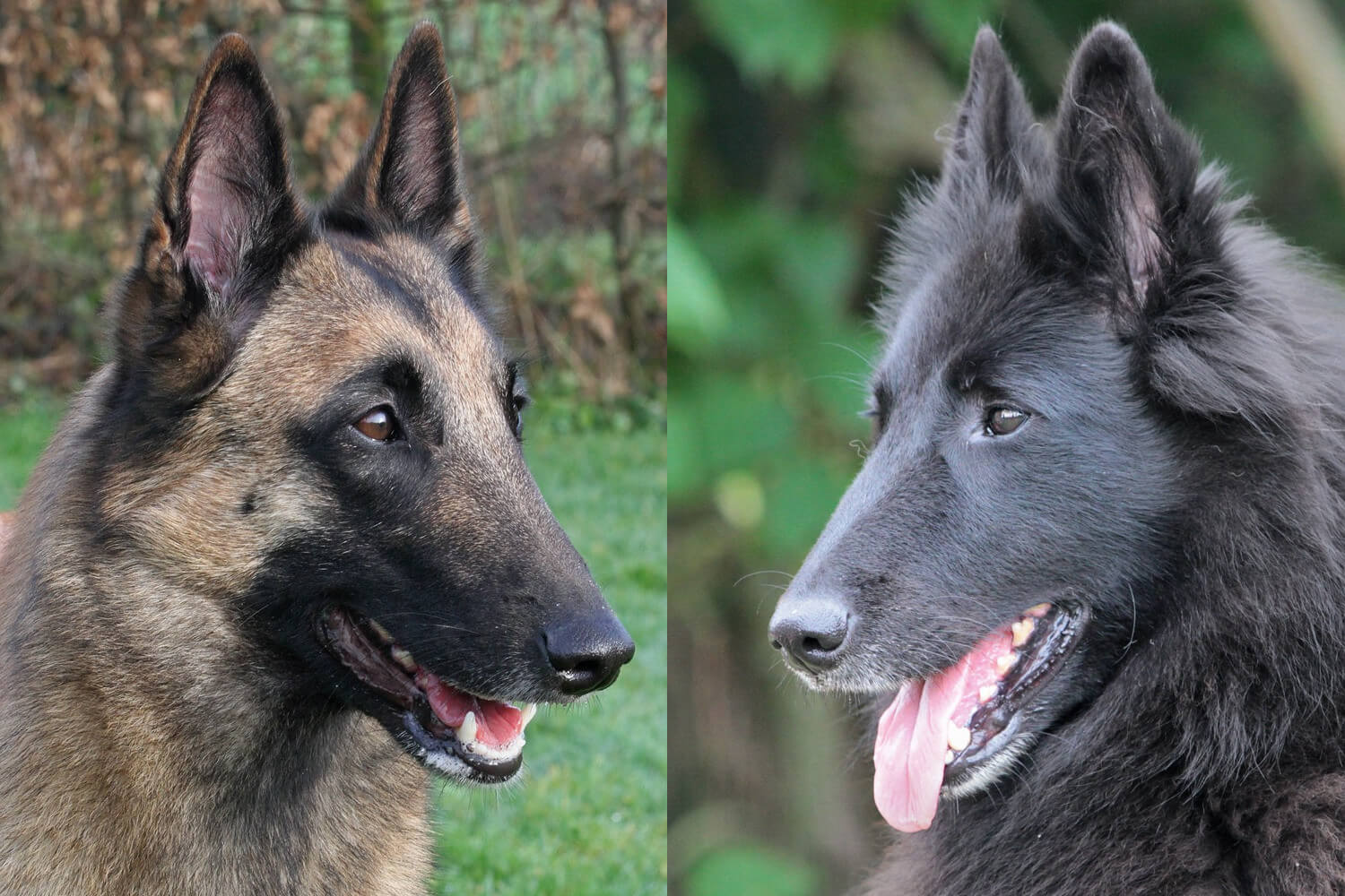 Malinois and Groenendael females