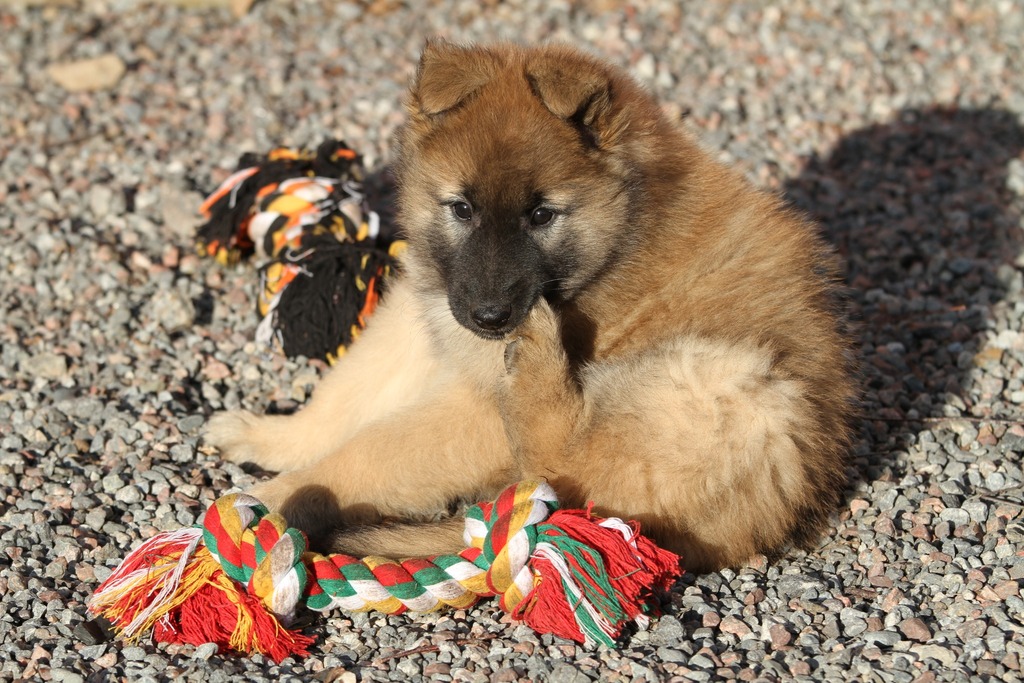 Tervueren female puppy