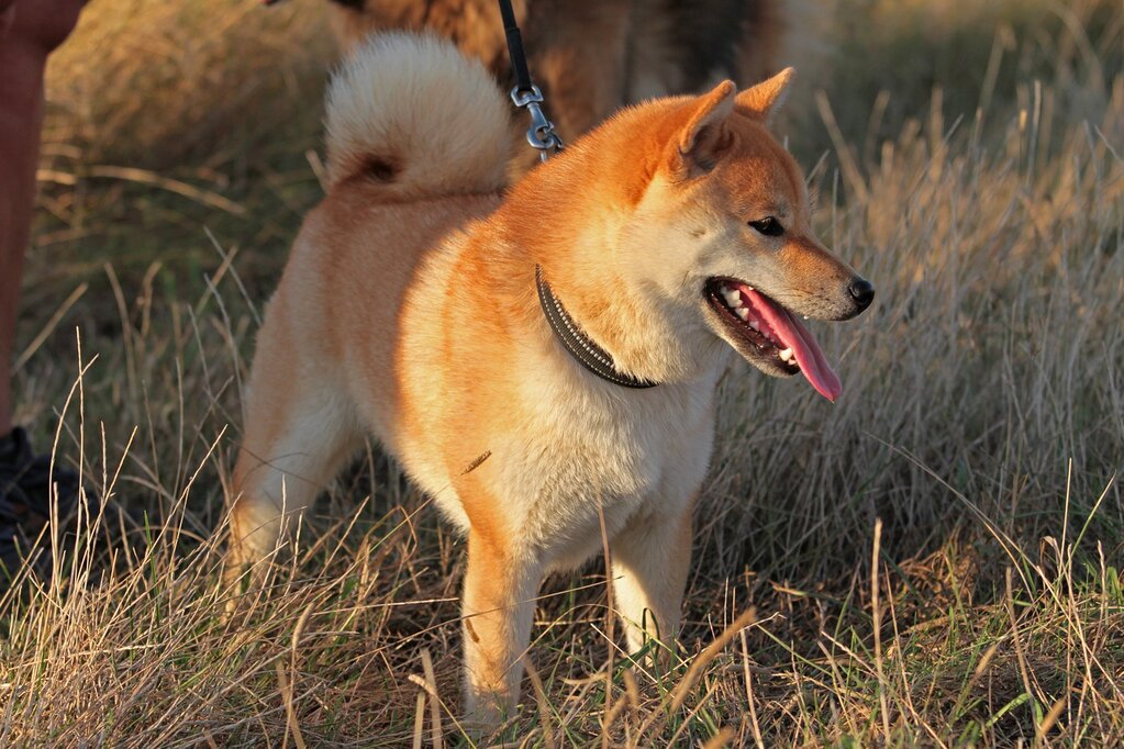 Shiba female standing