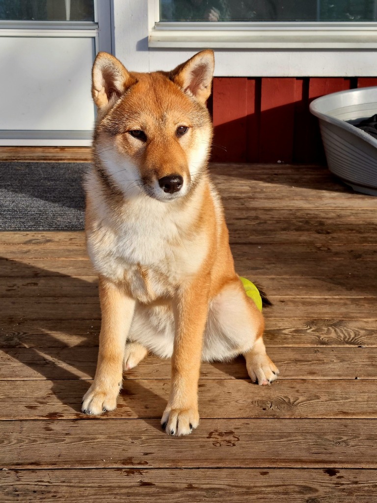 Young Shikoku female