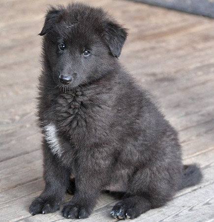 Groenendael puppy