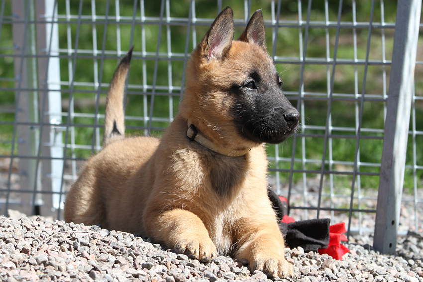 Malinois male