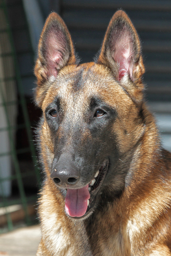 Malinois female