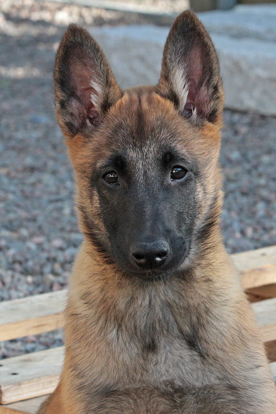 Malinois female