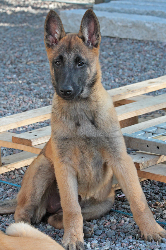 Malinois female