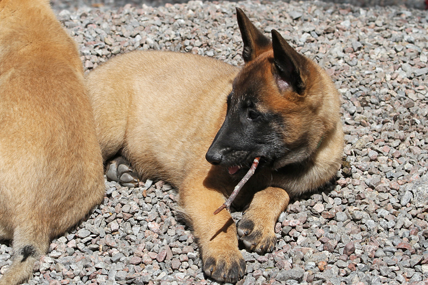 Malinois male