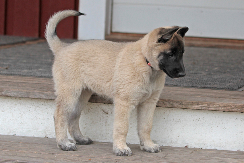 Malinois female