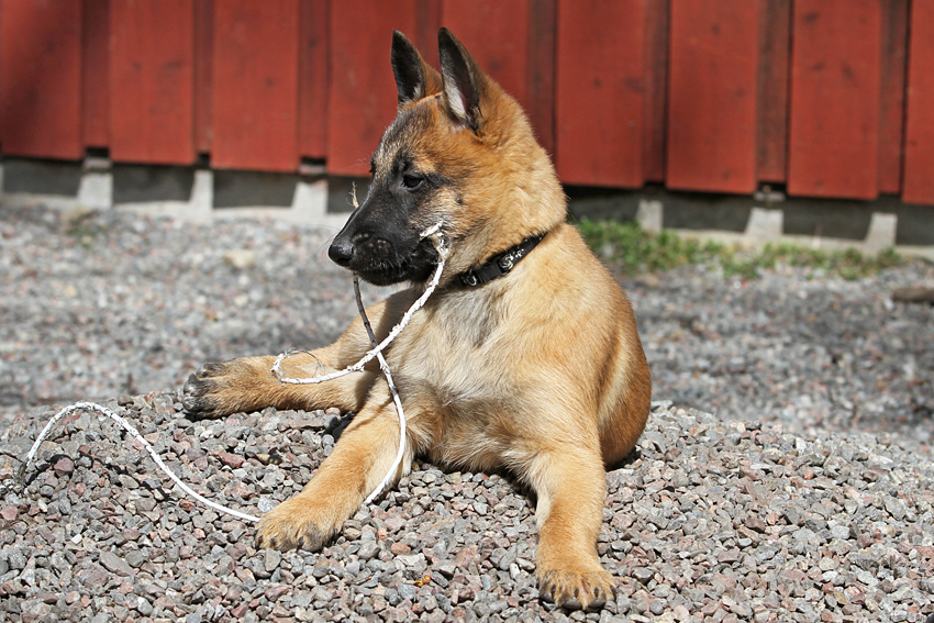 Malinois male