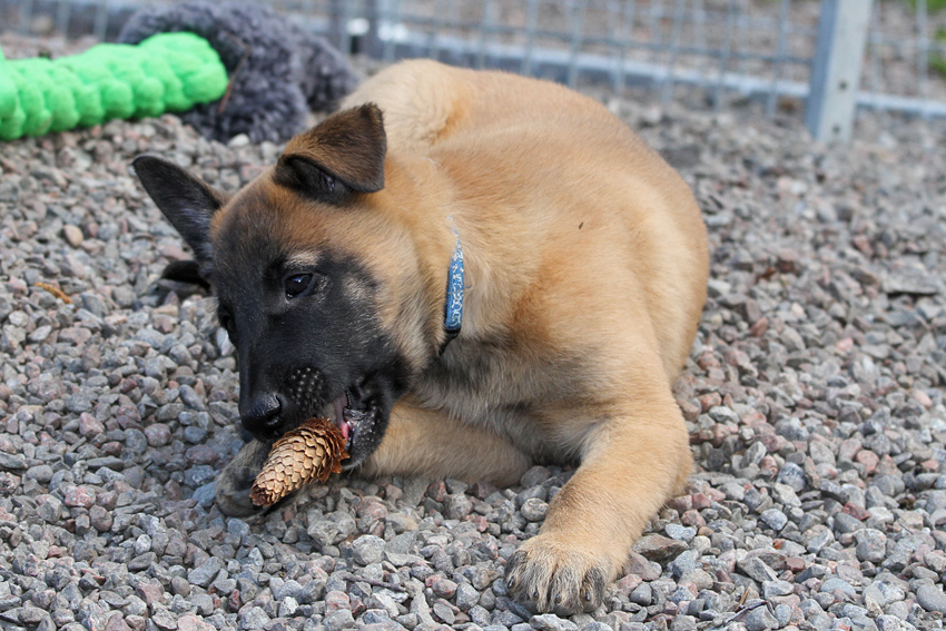 Malinois male