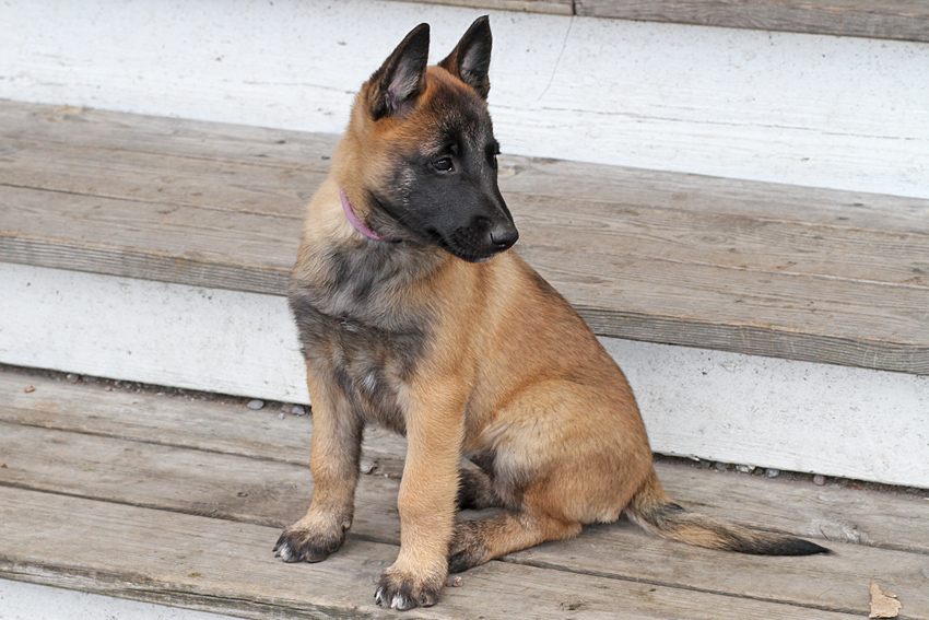 Malinois female