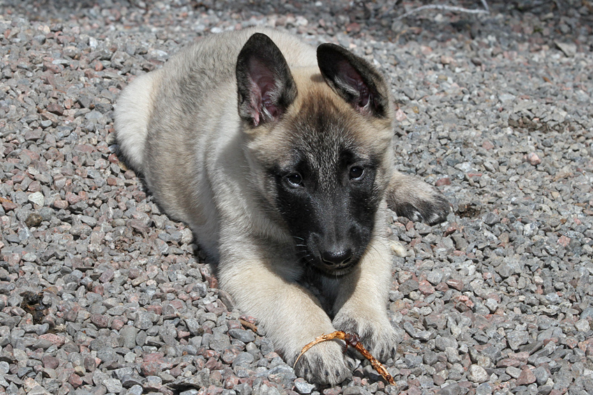 Malinois male