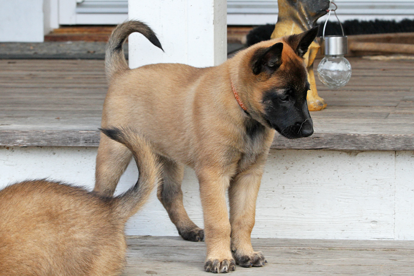 Malinois female