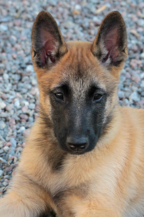 Malinois male