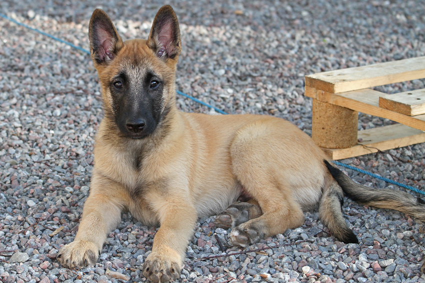 Malinois male