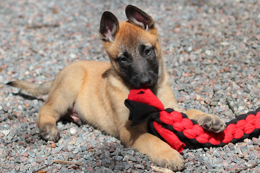 Malinois male