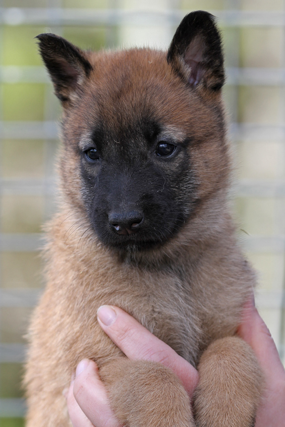 Malinois male