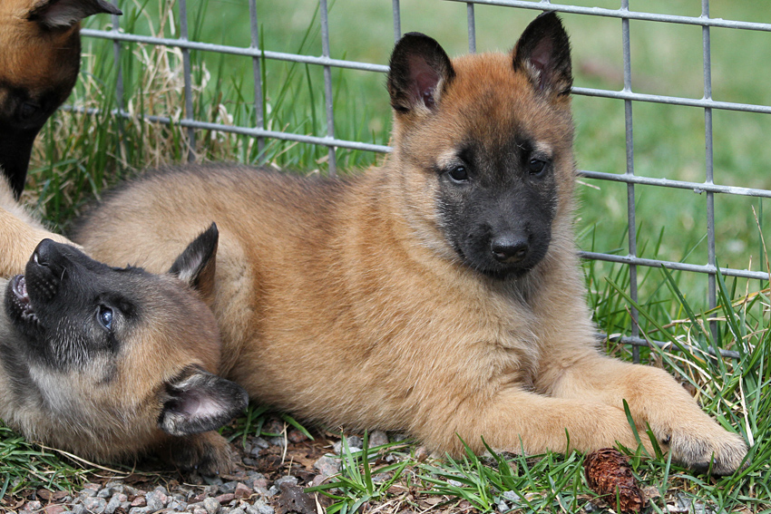 Malinois male