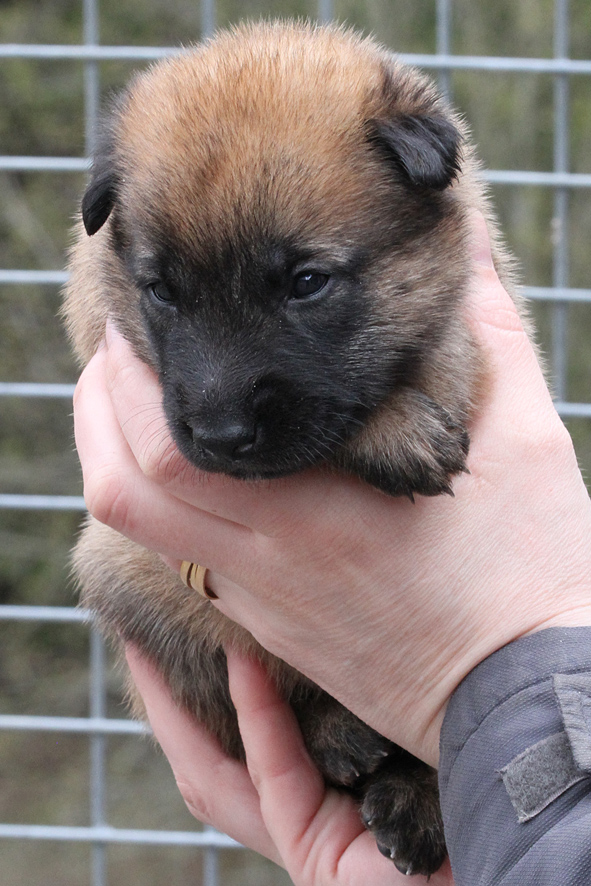 Malinois male