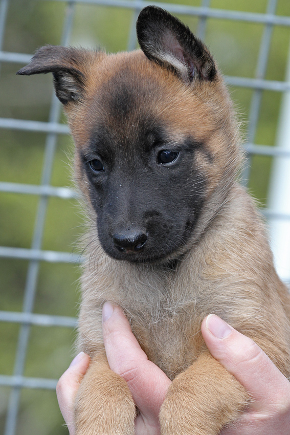 Malinois male