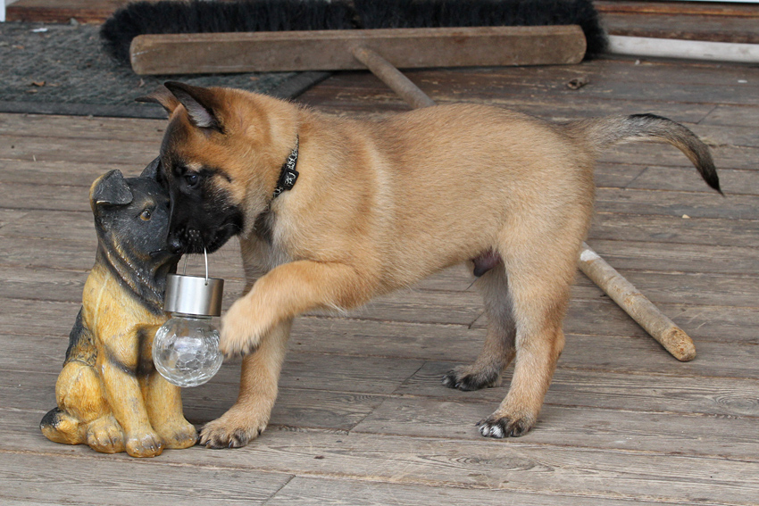 Malinois male