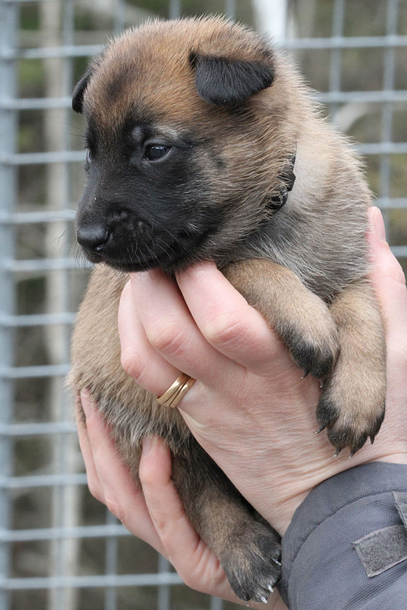 Malinois male