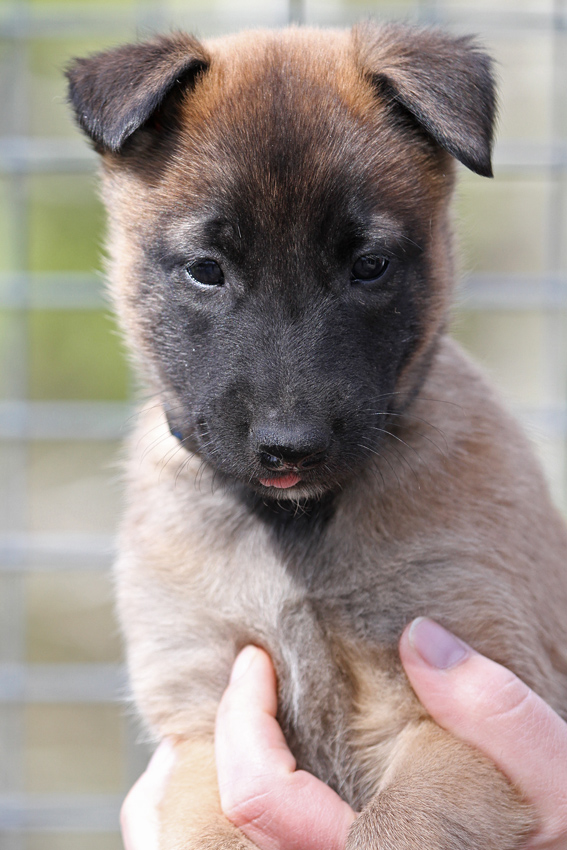 Malinois male