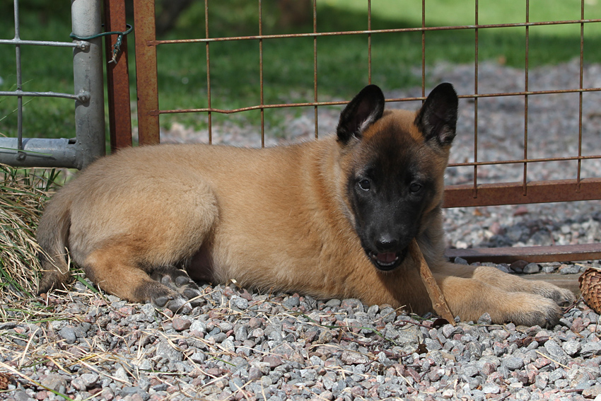 Malinois male