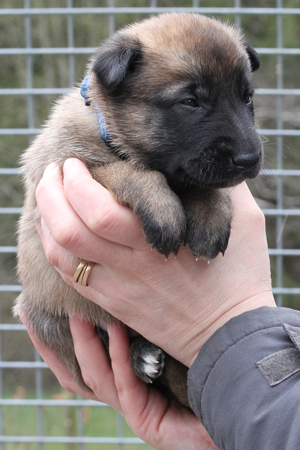 Malinois male