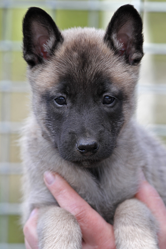 Malinois male