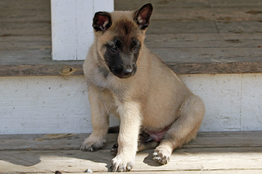 Malinois male