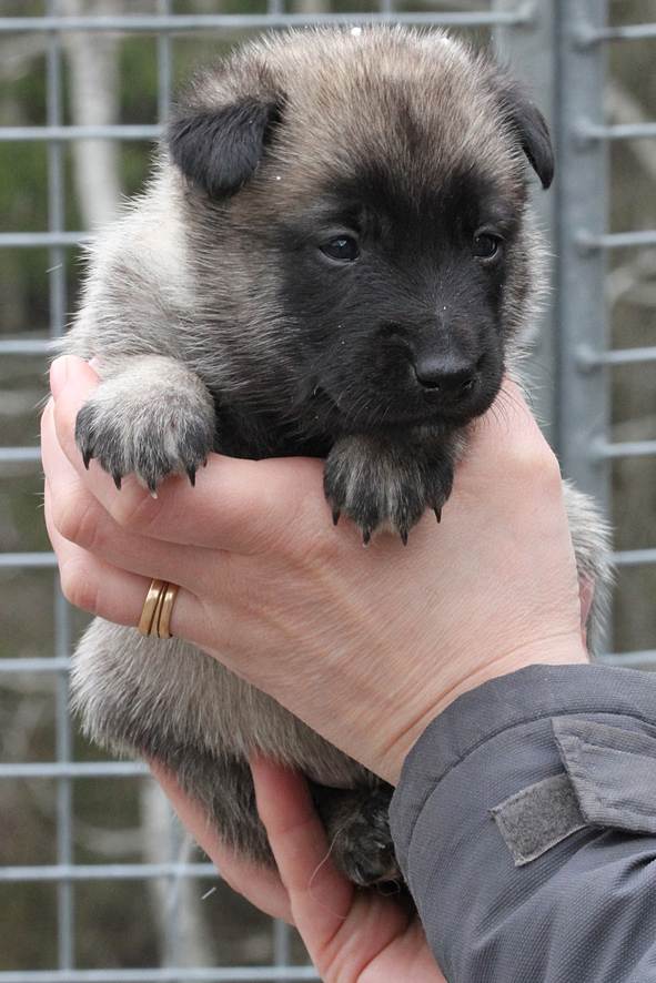 Malinois male