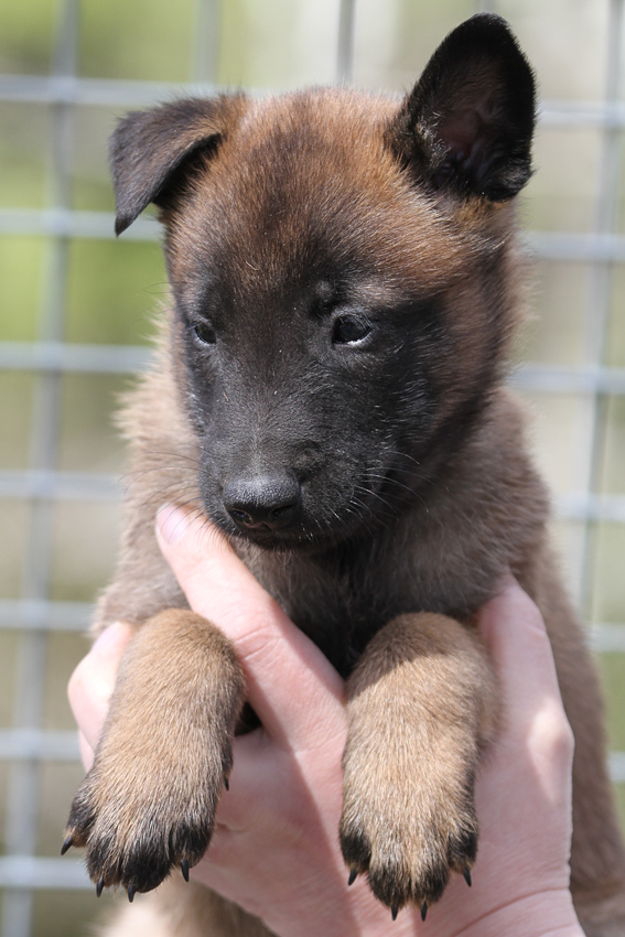 Malinois male