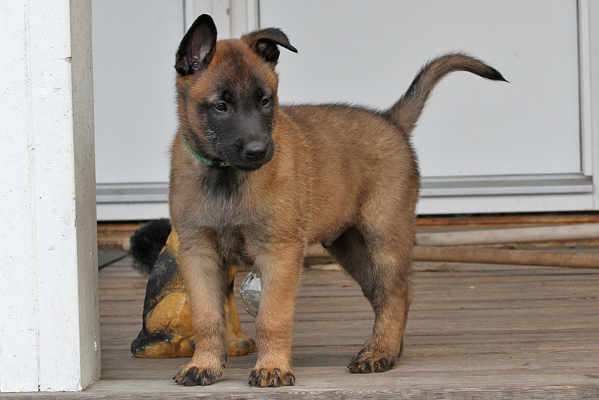 Malinois male