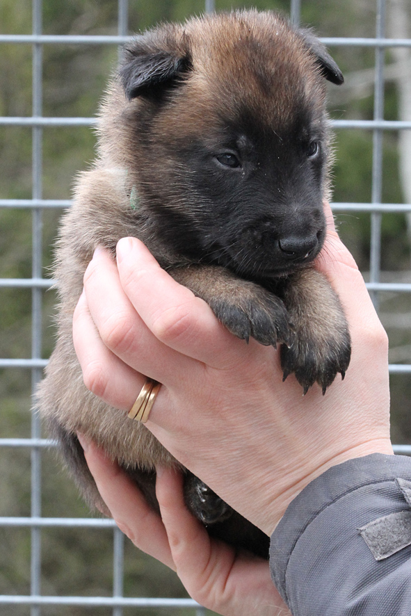 Malinois male