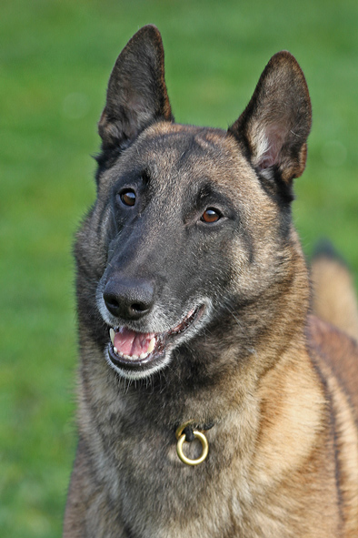 Malinois male