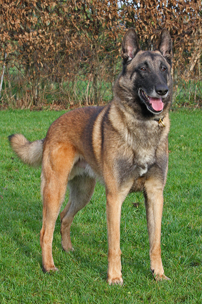 Malinois male