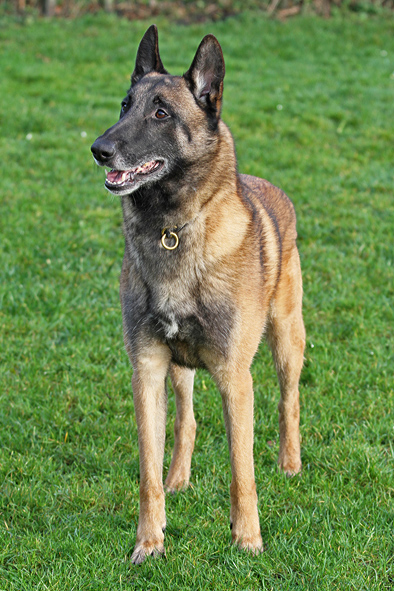 Malinois & Tervueren A2-litter - Pictures - Kennel Kiosan's