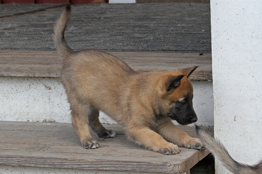 Malinois male