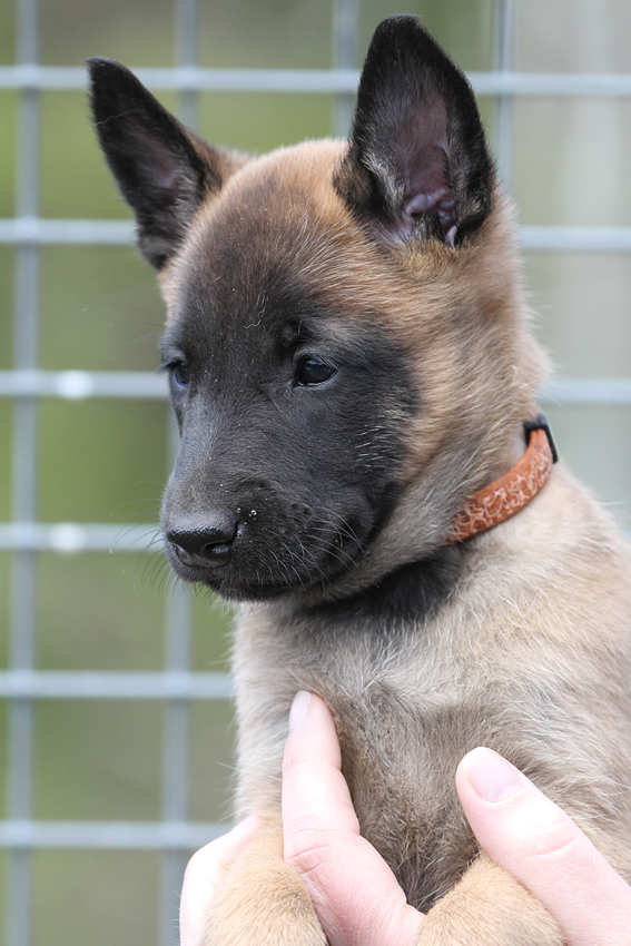 Malinois female