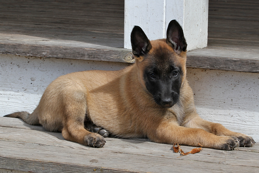 Malinois female