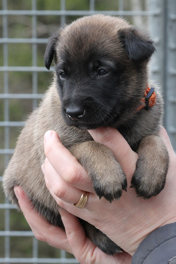 Malinois female