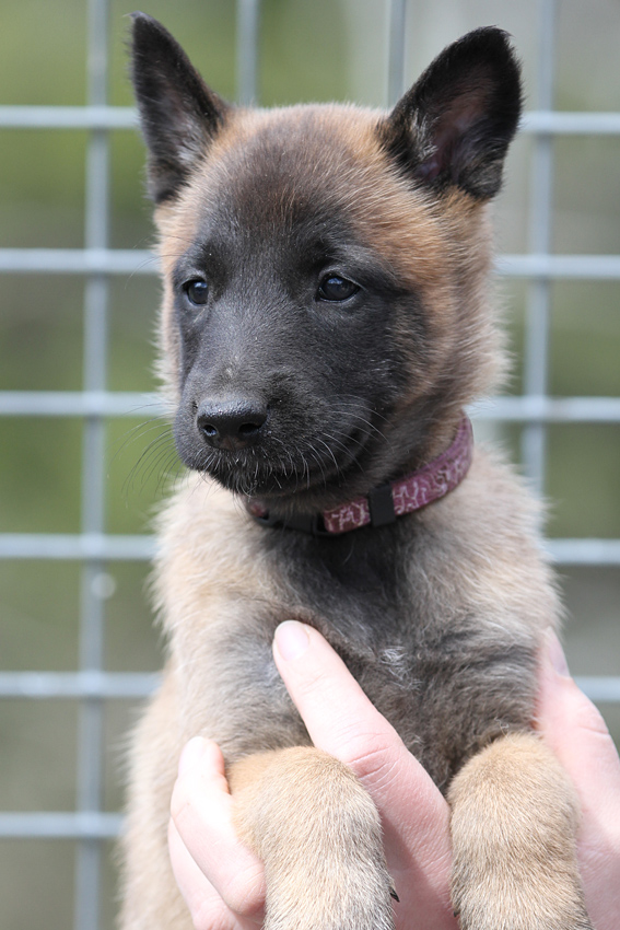 Malinois female