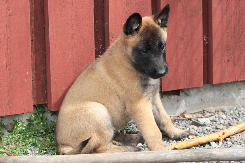 Malinois female