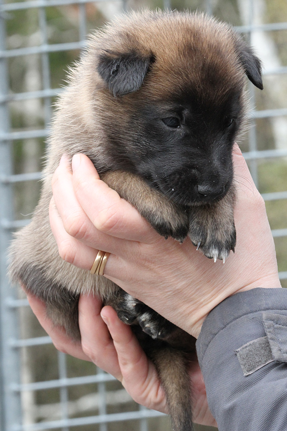 Malinois female