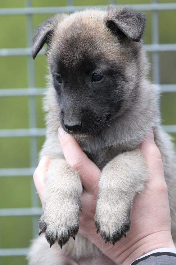 Malinois female