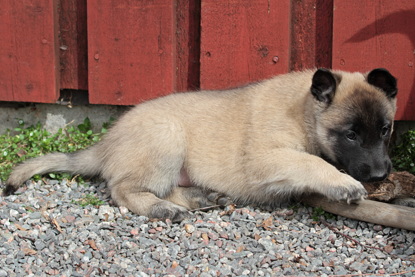 Malinois female