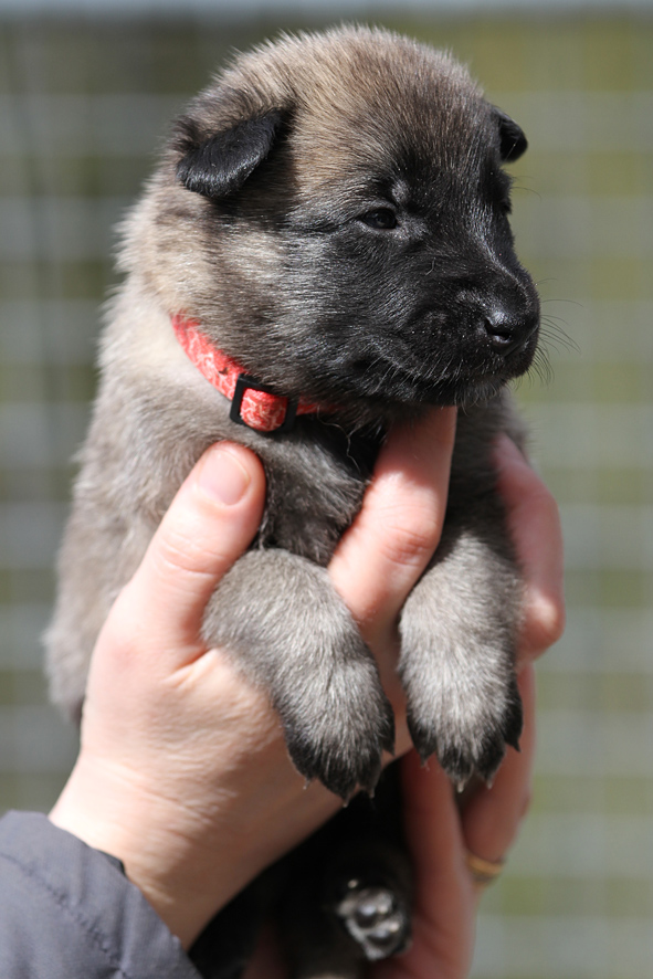 Malinois female