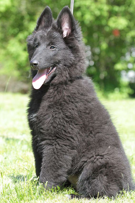 Groenendael female