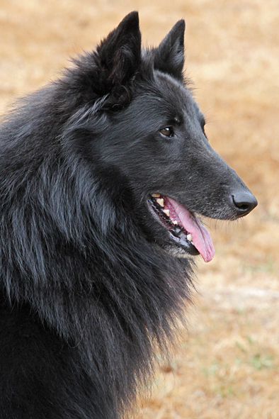 Groenendael male